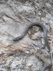 Macroprotodon brevis ibericus