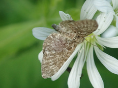 Eupithecia pygmaeata