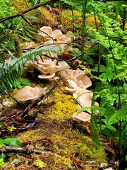 Pleurotus cornucopiae