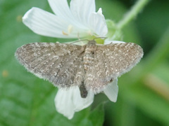 Eupithecia pygmaeata
