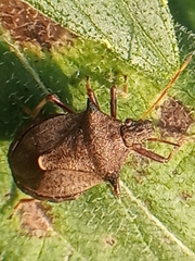 Picromerus bidens
