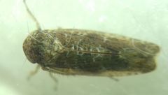 Allygidius atomarius