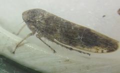 Allygidius atomarius