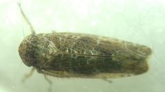 Allygidius atomarius