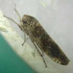 Allygidius atomarius