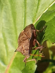 Picromerus bidens