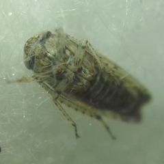 Allygidius atomarius