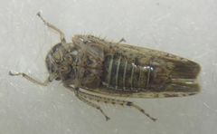 Allygidius atomarius