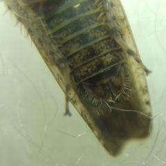 Allygidius atomarius