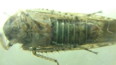 Allygidius atomarius