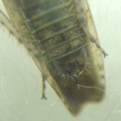 Allygidius atomarius