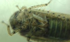 Allygidius atomarius