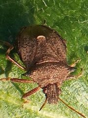 Picromerus bidens