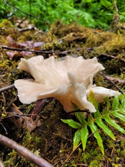 Pleurotus cornucopiae