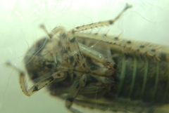 Allygidius atomarius