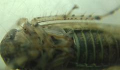 Allygidius atomarius