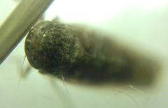 Allygidius atomarius