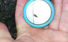 Allygidius atomarius