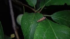 Allygidius atomarius