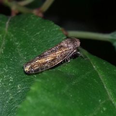 Allygidius atomarius