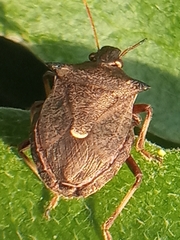 Picromerus bidens