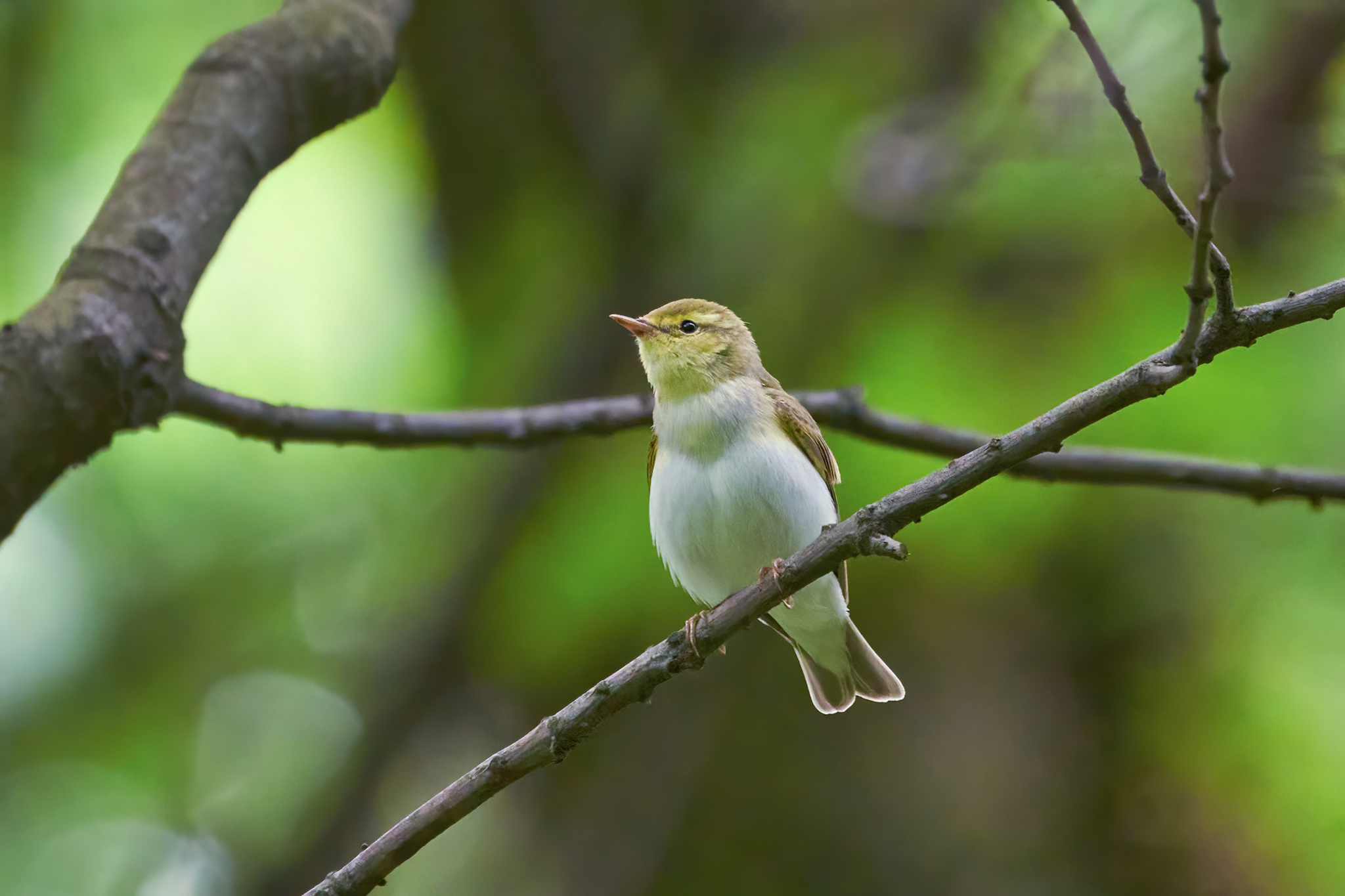Wood Warbler