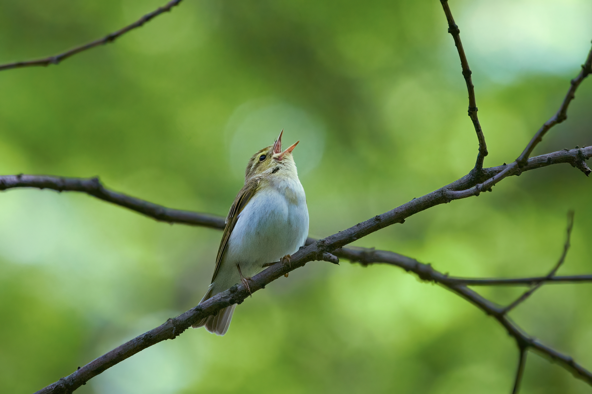 Wood Warbler