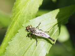 Neoitamus flavofemoratus