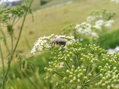 Macrodactylus mexicanus