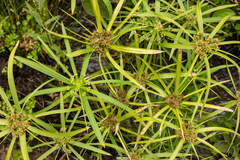 Cyperus serotinus