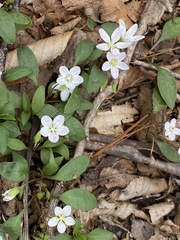 Claytonia caroliniana