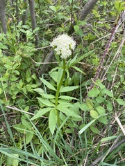 Valeriana occidentalis