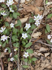 Claytonia caroliniana