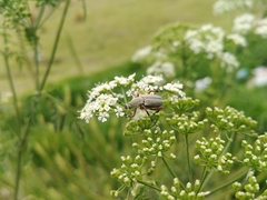 Macrodactylus mexicanus