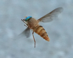 Pegasomyia abaureus