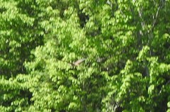 Botaurus lentiginosus