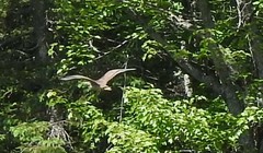 Botaurus lentiginosus