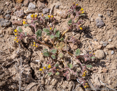 Phacelia monoensis