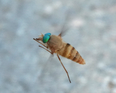 Pegasomyia abaureus