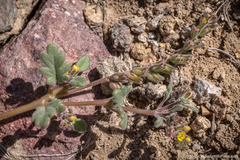 Phacelia monoensis