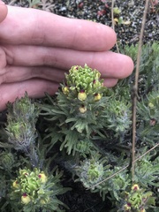 Castilleja ambigua