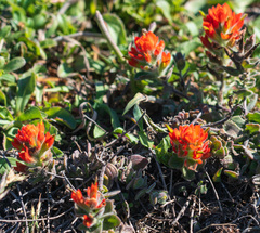 Castilleja mendocinensis