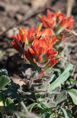Castilleja mendocinensis