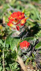 Castilleja mendocinensis