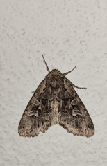 Pachetra sagittigera