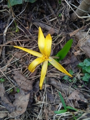 Colchicum luteum