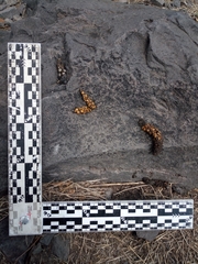 Bassariscus astutus