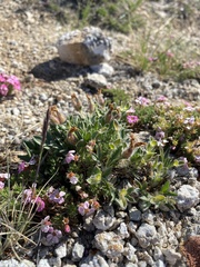 Oxytropis triphylla