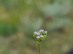 Valerianella coronata