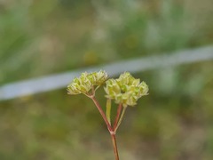 Valerianella lasiocarpa